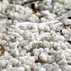 powder puff lichen